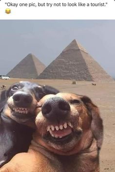 two dogs hugging each other in front of the pyramids with one dog smiling at the camera