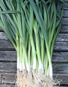 some green onions are growing on the ground