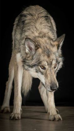 a wolf standing on top of a wooden floor