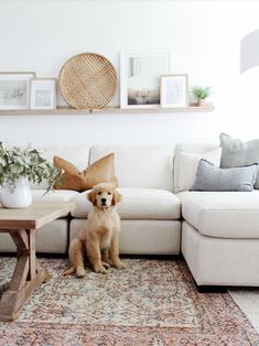 a dog sitting on the floor in front of a white couch with pillows and plants
