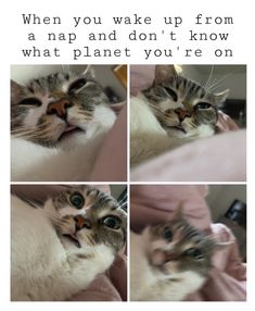 a collage of photos with a cat looking at the camera and caption that says, when you wake up from a nap and don't know what planet you're on