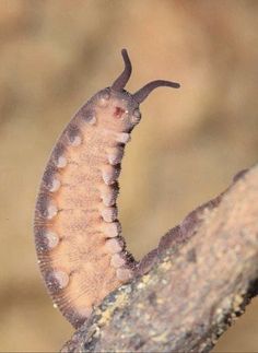 a close up of a small insect on a tree branch