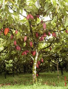 an apple tree with lots of fruit growing on it's branches in the middle of a field
