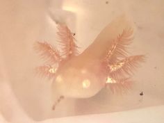 an animal with pink feathers in a bathtub looking up at the camera mandible