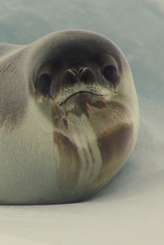 a grey seal laying on top of snow covered ground