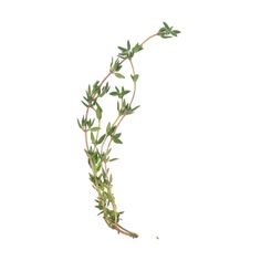 thyme aromatic vegetable cooking