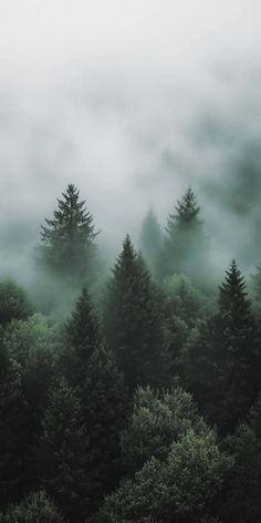 trees in the fog on a cloudy day