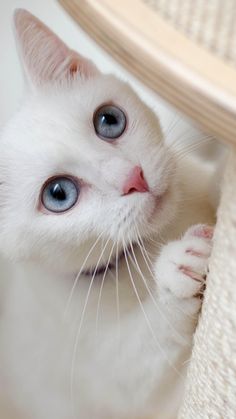 a white kitten with blue eyes peeking out from under a chair cushion looking up at the camera