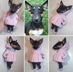 four different pictures of a dog wearing a pink coat