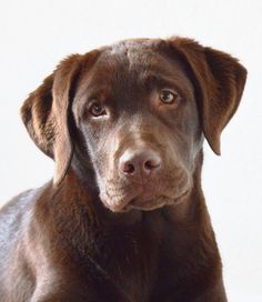 a brown dog sitting on top of a white floor