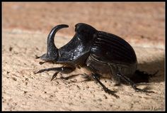a close up of a beetle on the ground