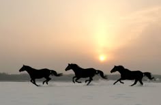 three horses are running in the snow with the sun setting behind them and one horse is galloping