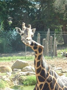 a giraffe standing next to a lush green forest filled with rocks and trees