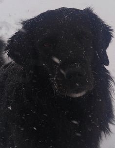 a black dog in the snow looking off into the distance with it's nose slightly open