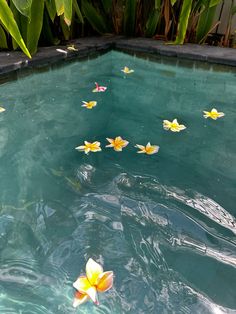 flowers floating on the water in a pool