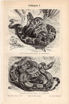 two pictures of snakes in different positions on the same page, one is black and white