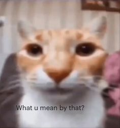 an orange and white cat with the caption what u mean by that?
