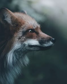 a close up of a red fox's face
