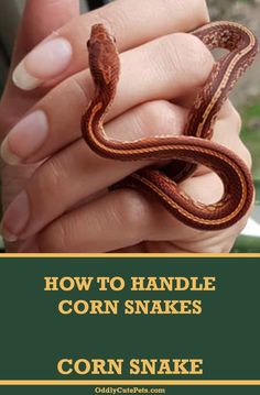 a hand holding a small brown and black snake in it's right hand with text overlay reading how to handle corn snakes