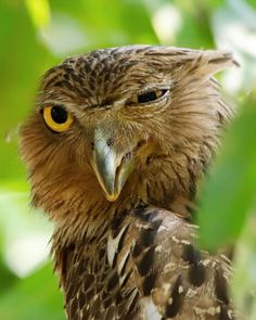 a close up of a bird on a branch with green leaves in the back ground