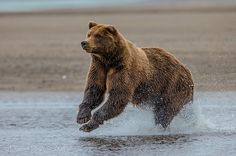 a brown bear jumping out of the water