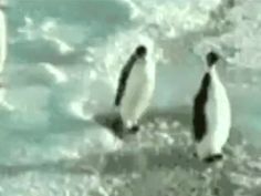 three penguins are walking in the water near an ice floet and one penguin is looking at something
