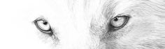 a drawing of a wolf's eyes