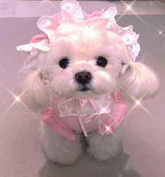 a small white dog wearing a pink dress with bows on it's head and ears