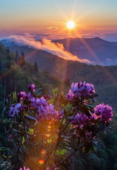 the sun is setting over some mountains with pink flowers in front of it and clouds