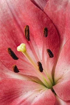 the inside of a pink flower with black stamens on it's petals