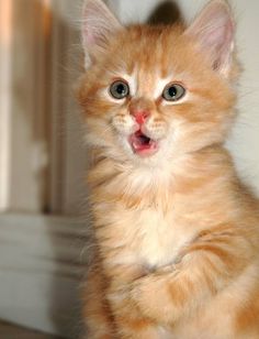 an orange kitten sitting on top of a wooden floor
