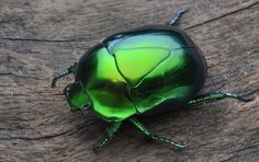 a green beetle sitting on top of a piece of wood