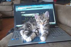 a kitten is laying on top of a laptop computer keyboard and looking at the camera