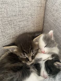 two kittens cuddle together in the corner of a couch with their eyes closed