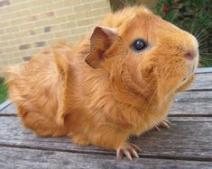 a brown hamster sitting on top of a wooden table