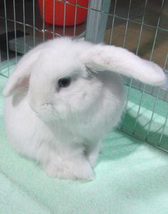 a small white rabbit sitting inside of a cage