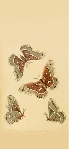 four moths are shown in this antique illustration