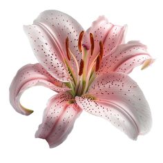 a pink flower with white spots on it's petals is in the center of this image