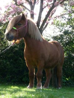 a brown horse standing on top of a lush green field next to a pink tree