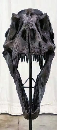 an animal skull is displayed on a stand