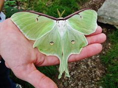 a large green moth sitting on top of a person's hand