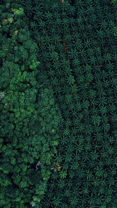 an aerial view of trees in the forest