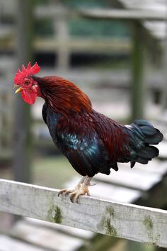 a rooster standing on top of a wooden fence