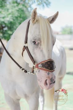 a white horse wearing a leather bridle and reins