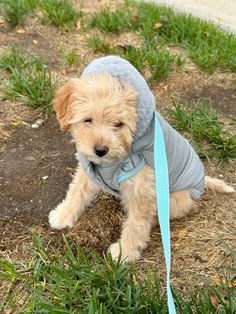 a small brown dog wearing a gray coat and blue leash sitting on the ground next to grass