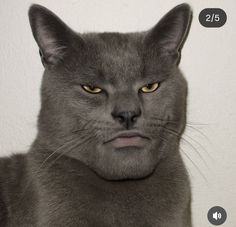 a gray cat with yellow eyes stares at the camera while standing in front of a white wall