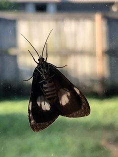 a black and white moth sitting on top of a window sill in front of a house