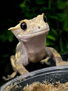 a gecko sitting on top of a metal bowl
