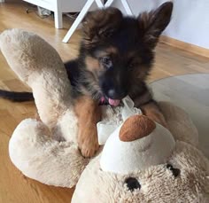 a puppy chewing on a stuffed animal toy
