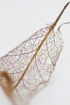 the underside of a dried leaf on a white surface with no leaves or stems visible